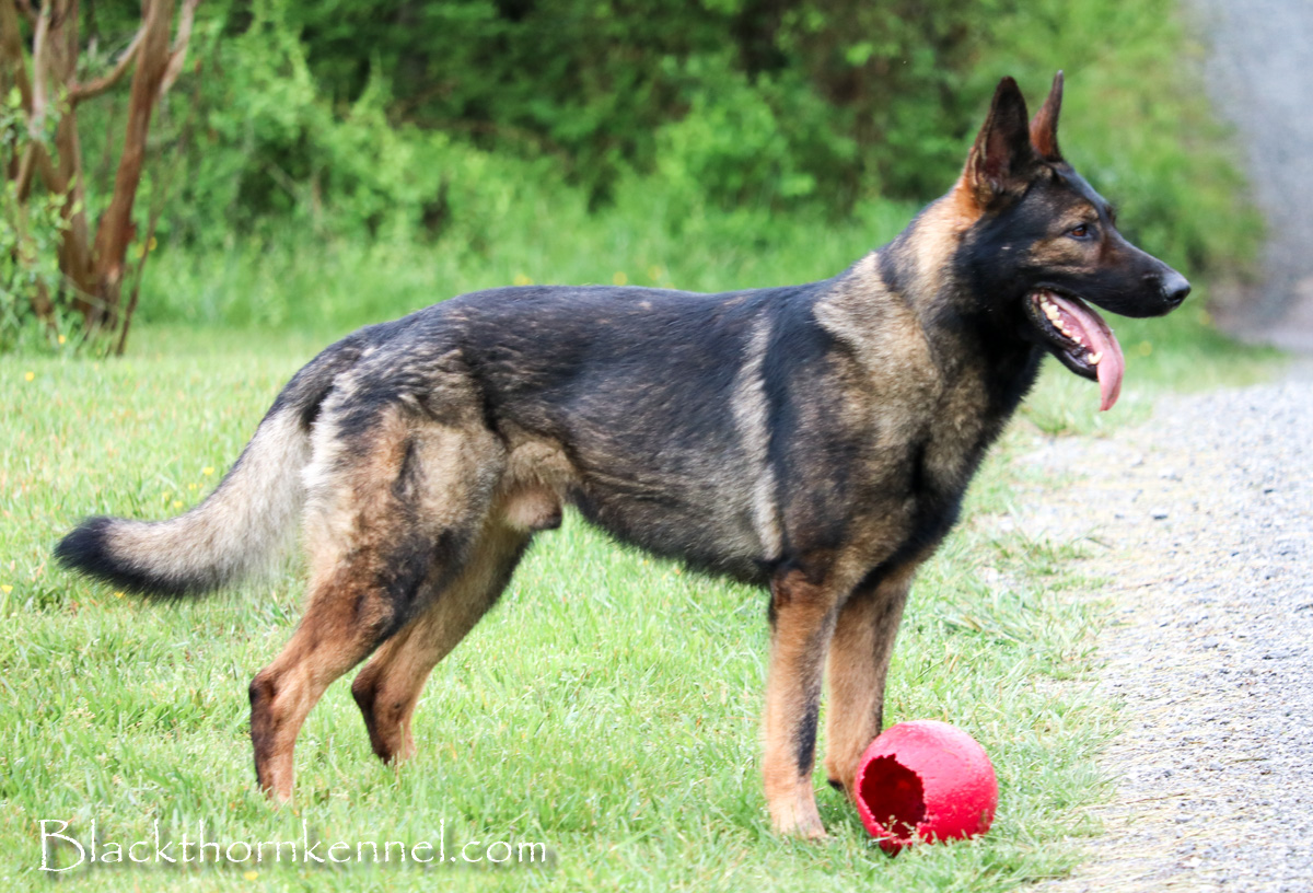 German shepherd hot sale working dog